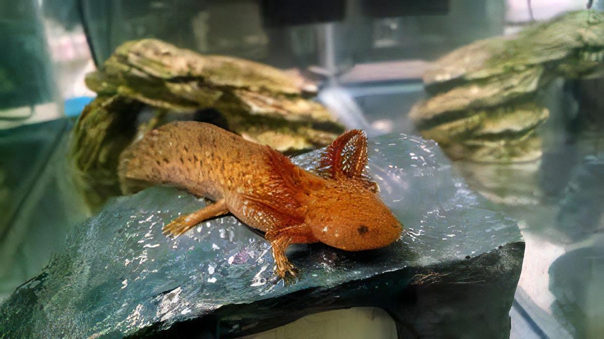 Copper Black Eye Axolotl Ambystoma Mexicanum
