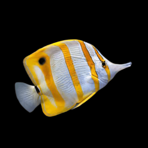 Copperband Butterfly Fish Chelmon Rostratus - Real Aquatics