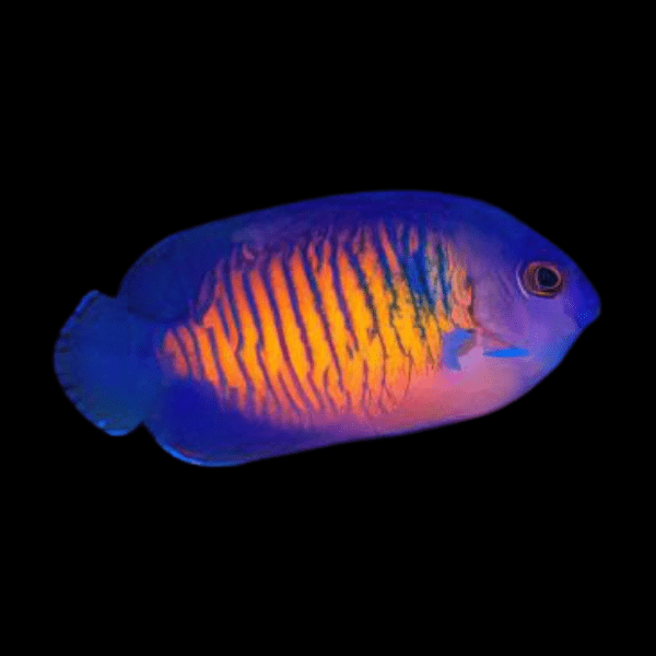 Coral Beauty Dwarf Angelfish Centropyge Bispinosa - Real Aquatics