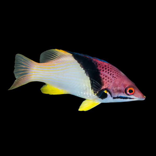 Coral Hog Fish Bodianus Mesothorax - Real Aquatics