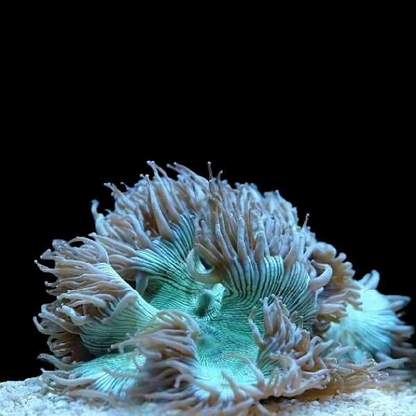 Coral Sea Elegance Comb Hard Coral Cataphylia Sp - Real Aquatics
