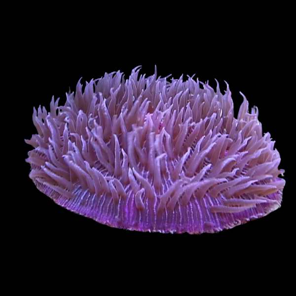 Coral Sea Plate Long Tenticle Hard Coral Heliofungia Sp - Real Aquatics