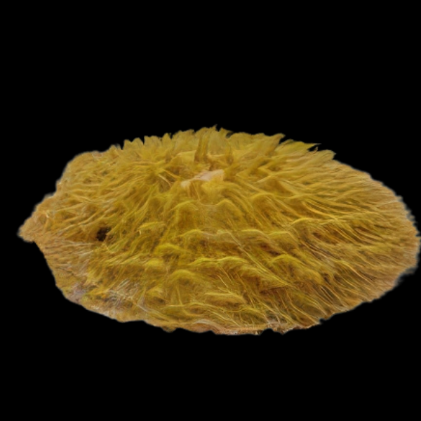Coral Sea Plate Short Tenticle Hard Coral Cycloseris Sp - Real Aquatics