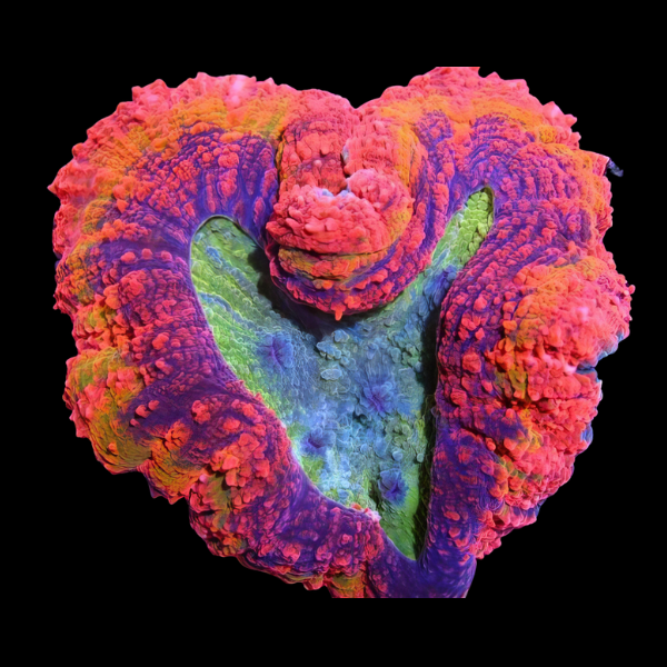 Coral Sea Spiny Brain Hard Coral Lobophyllia Sp - Real Aquatics