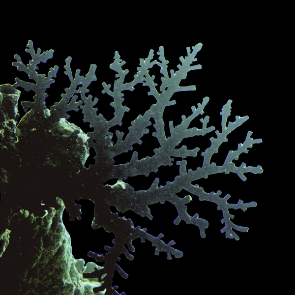 Coral Sea Sun Black Hard Coral Tubastrea Sp - Real Aquatics