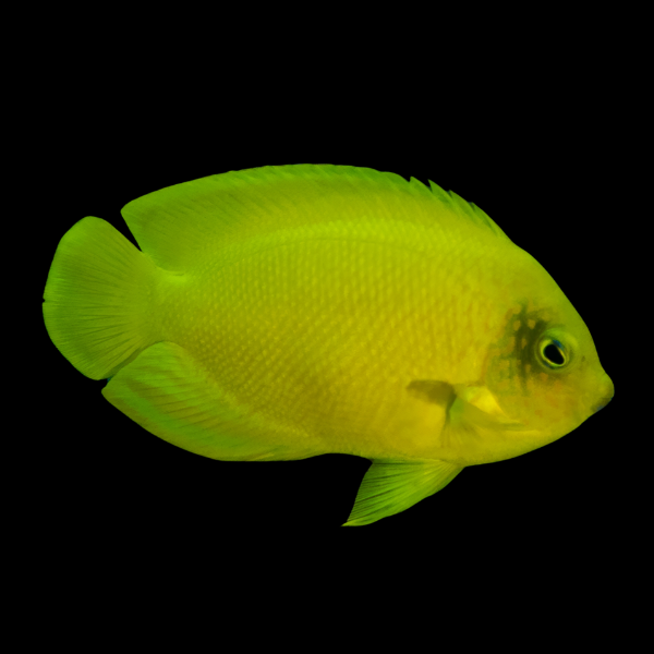 Coral Sea Yellow Dwarf Angelfish Centropyge Heraldi - Real Aquatics