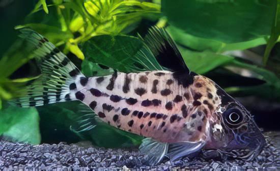 Agassiz's Spotted Corydoras Agassizii 3cm Catfish - Real Aquatics