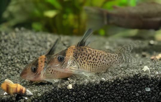 Agassiz's Spotted Corydoras Agassizii 3cm Catfish - Real Aquatics