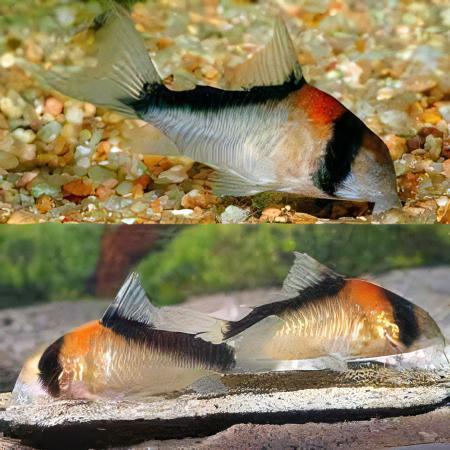 Adolfos Corydoras Adolphi 4cm Catfish - Real Aquatics