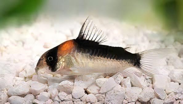 Adolfos Corydoras Adolphi 4cm Catfish - Real Aquatics