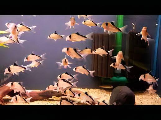 David Sands Corydoras Davidsandsi CW107 4cm Catfish - Real Aquatics