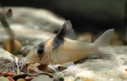 Yellow Head Corydoras Crypticus 4cm Catfish - Real Aquatics