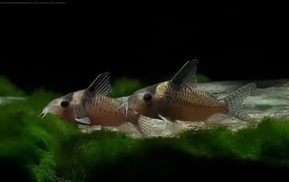 False Blochi Corydoras Delphax 4cm Catfish - Real Aquatics