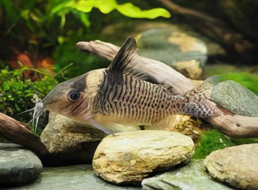 False Blochi Corydoras Delphax 4cm Catfish - Real Aquatics