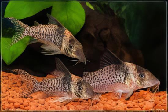 False Blochi Corydoras Delphax 4cm Catfish - Real Aquatics