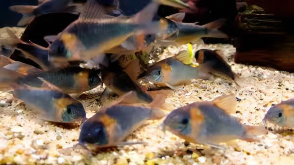 Horsemans True Eques Corydoras Eques 4cm Catfish - Real Aquatics