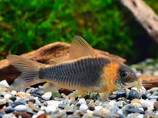 Horsemans True Eques Corydoras Eques 4cm Catfish - Real Aquatics