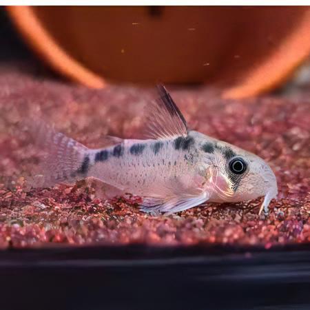 Evelyns Corydoras Evelinae 3cm Catfish - Real Aquatics
