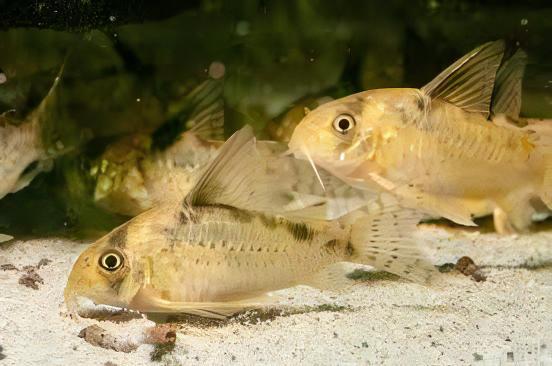 Evelyns Corydoras Evelinae 3cm Catfish - Real Aquatics