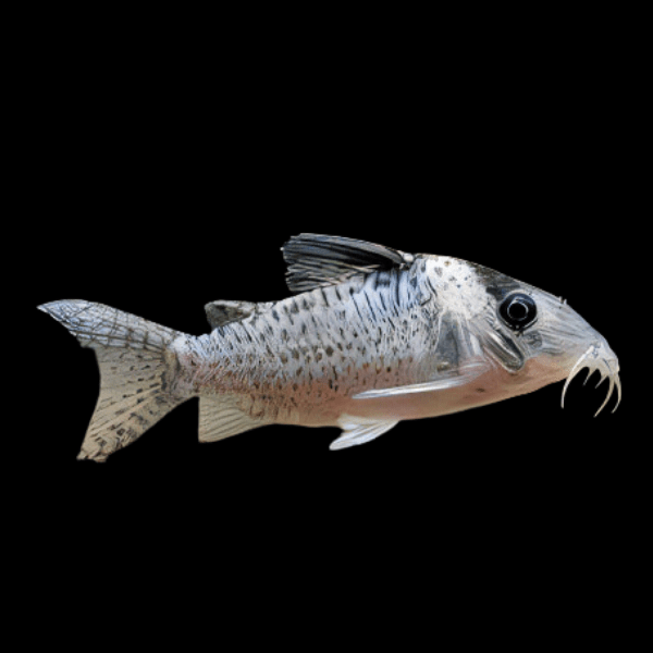 Black Spotted Corydoras Catfish Corydoras Melanistius 3cm - Real Aquatics