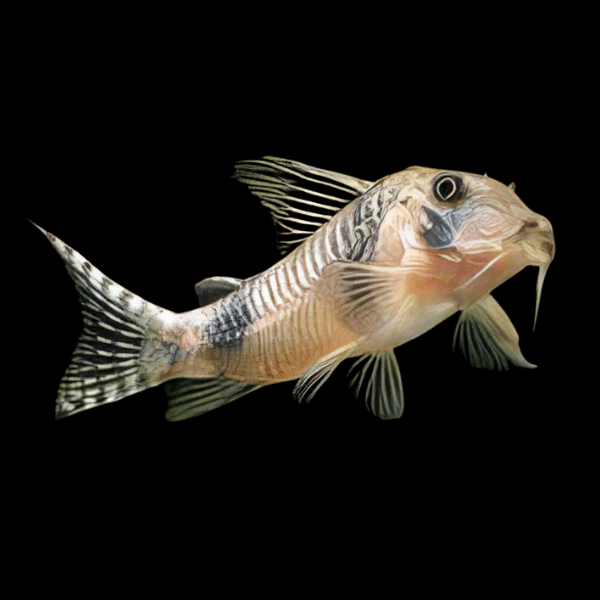 Reynolds Bumblebee Corydoras Reynoldsi 4cm Catfish - Real Aquatics