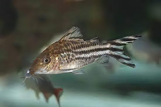Flagtail Banner Tail Corydoras Robineae 4cm Catfish - Real Aquatics