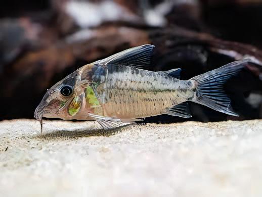 Robust Corydoras Robustus 4cm Catfish - Real Aquatics