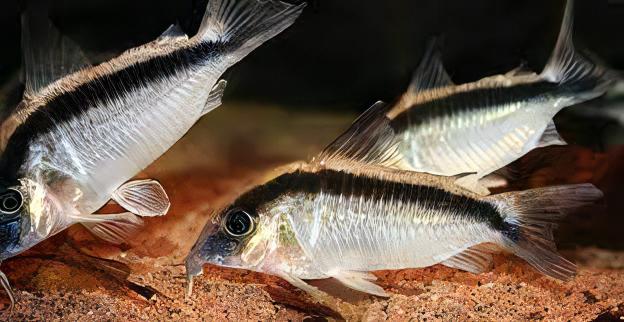 Corydoras Super Arcuatus 4cm Catfish - Real Aquatics