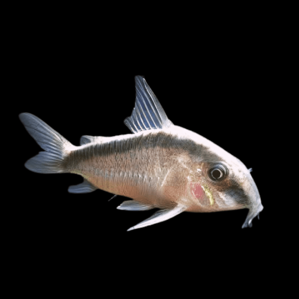 Corydoras Super Arcuatus 4cm Catfish - Real Aquatics