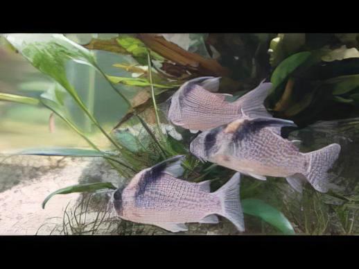 Wotroi Corydoras cf Brevirostris 4cm Catfish - Real Aquatics