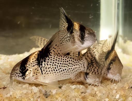 Wotroi Corydoras cf Brevirostris 4cm Catfish - Real Aquatics