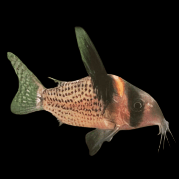 Wotroi Corydoras cf Brevirostris 4cm Catfish - Real Aquatics