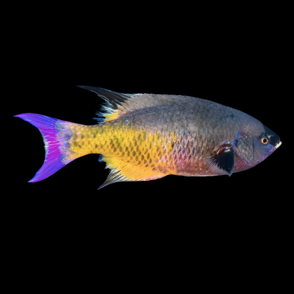 Creole Wrasse Clepticus Parrae - Real Aquatics