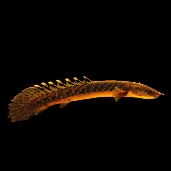 Cross River Teugelsi Bichir Polypterus Teugelsi 10cm - Real Aquatics