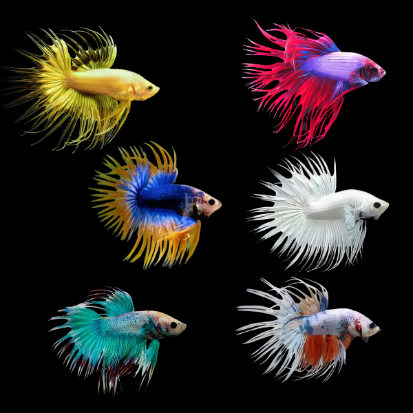 Crown Tail Betta Assorted Male 3cm - Real Aquatics