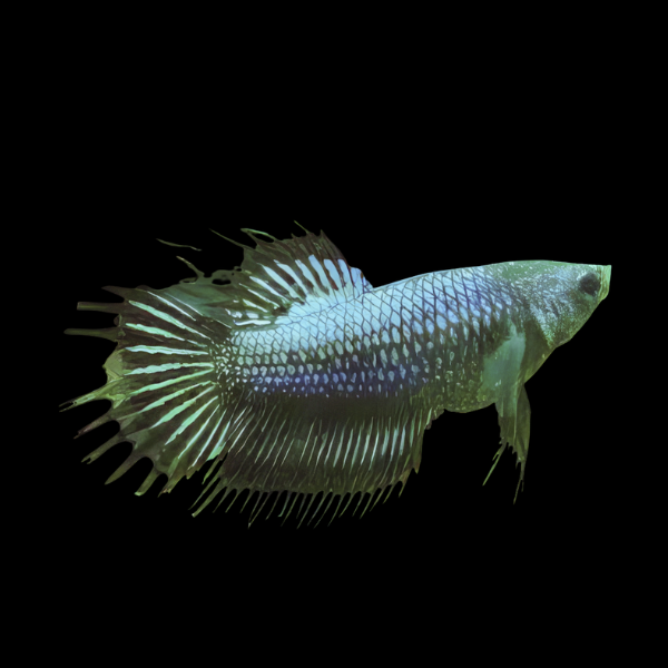 Crown Tail Betta Female Black Base 3cm - Real Aquatics