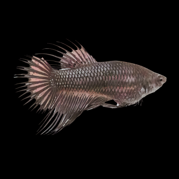 Crown Tail Betta Female Black 3cm - Real Aquatics
