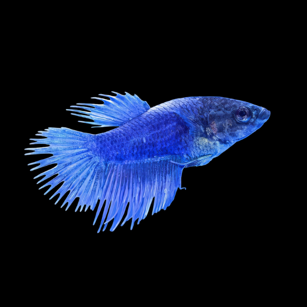 Crown Tail Betta Female Blue 3cm - Real Aquatics