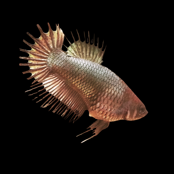 Crown Tail Betta Female Copper 3cm - Real Aquatics