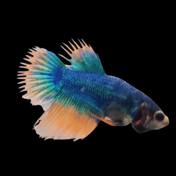 Crown Tail Betta Female Mustard Gas 3cm - Real Aquatics