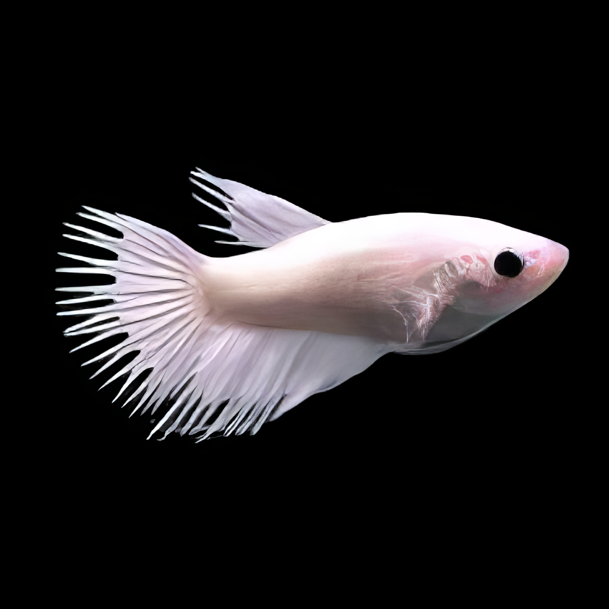Crown Tail Betta Female Platinum 3cm - Real Aquatics