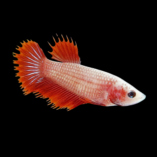 Crown Tail Betta Female Red Base 3cm - Real Aquatics