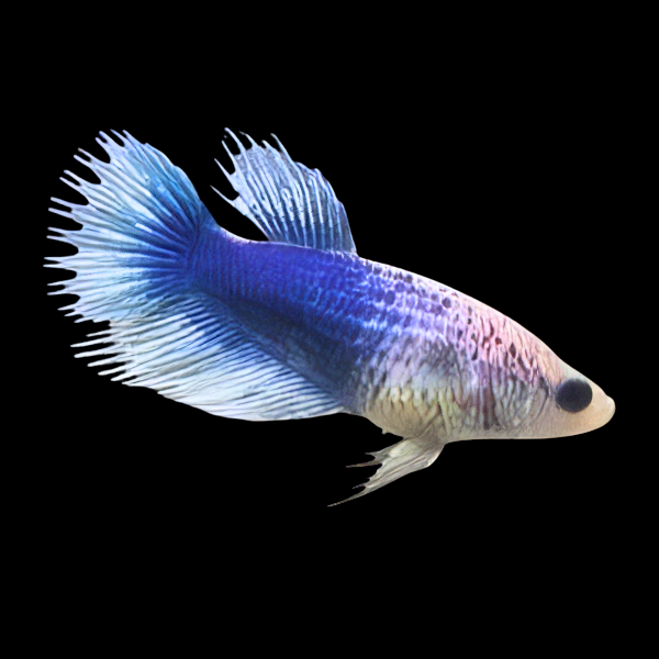 Crown Tail Betta Female White Base 3cm - Real Aquatics