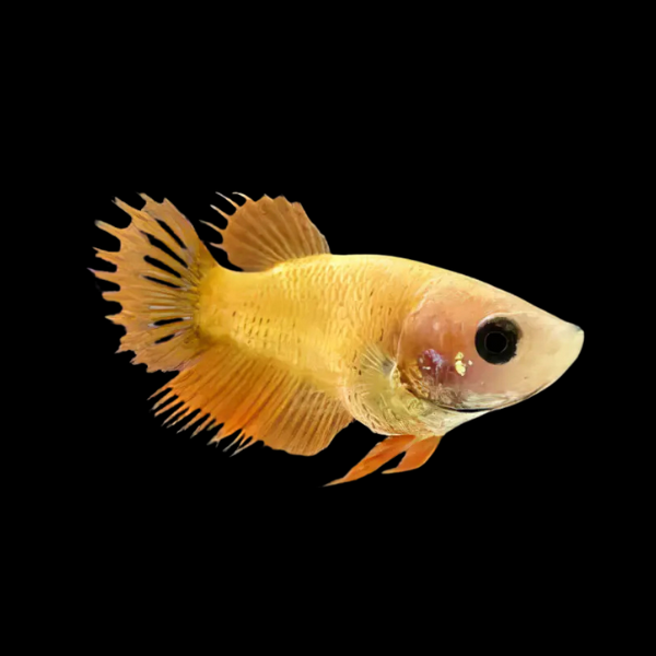 Crown Tail Betta Female Yellow Base 3cm - Real Aquatics