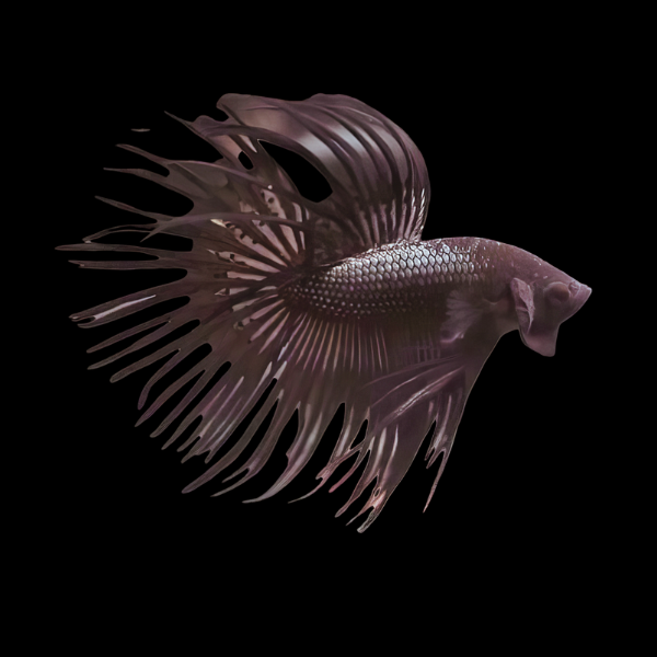 Crown Tail Betta Male Black 3cm - Real Aquatics