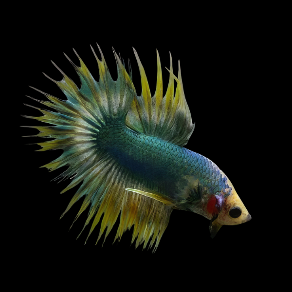 Crown Tail Betta Male Green Base 3cm - Real Aquatics