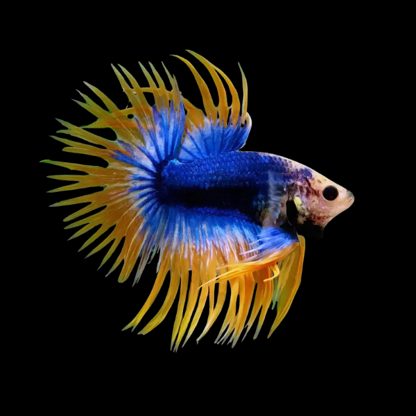 Crown Tail Betta Male Mustard Gas 3cm - Real Aquatics