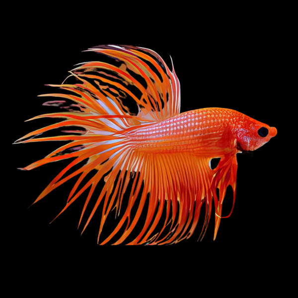 Crown Tail Betta Male Orange Base 3cm - Real Aquatics