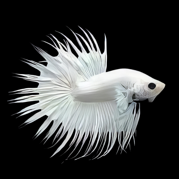 Crown Tail Betta Male Platinum 3cm - Real Aquatics