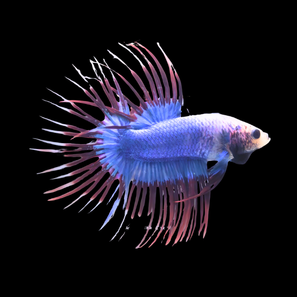 Crown Tail Betta Male Purple Base 3cm - Real Aquatics